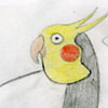 My cockatiel, Tiel